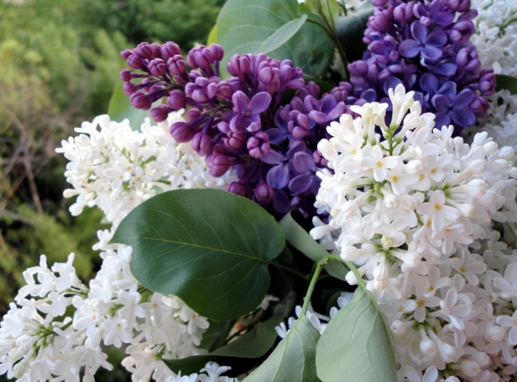 -lilac-flowering-branches-spring-flower-close